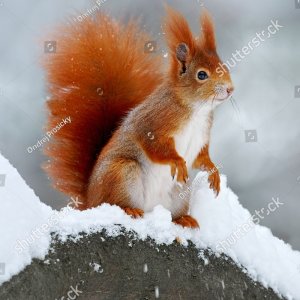 Stock Photo as an example