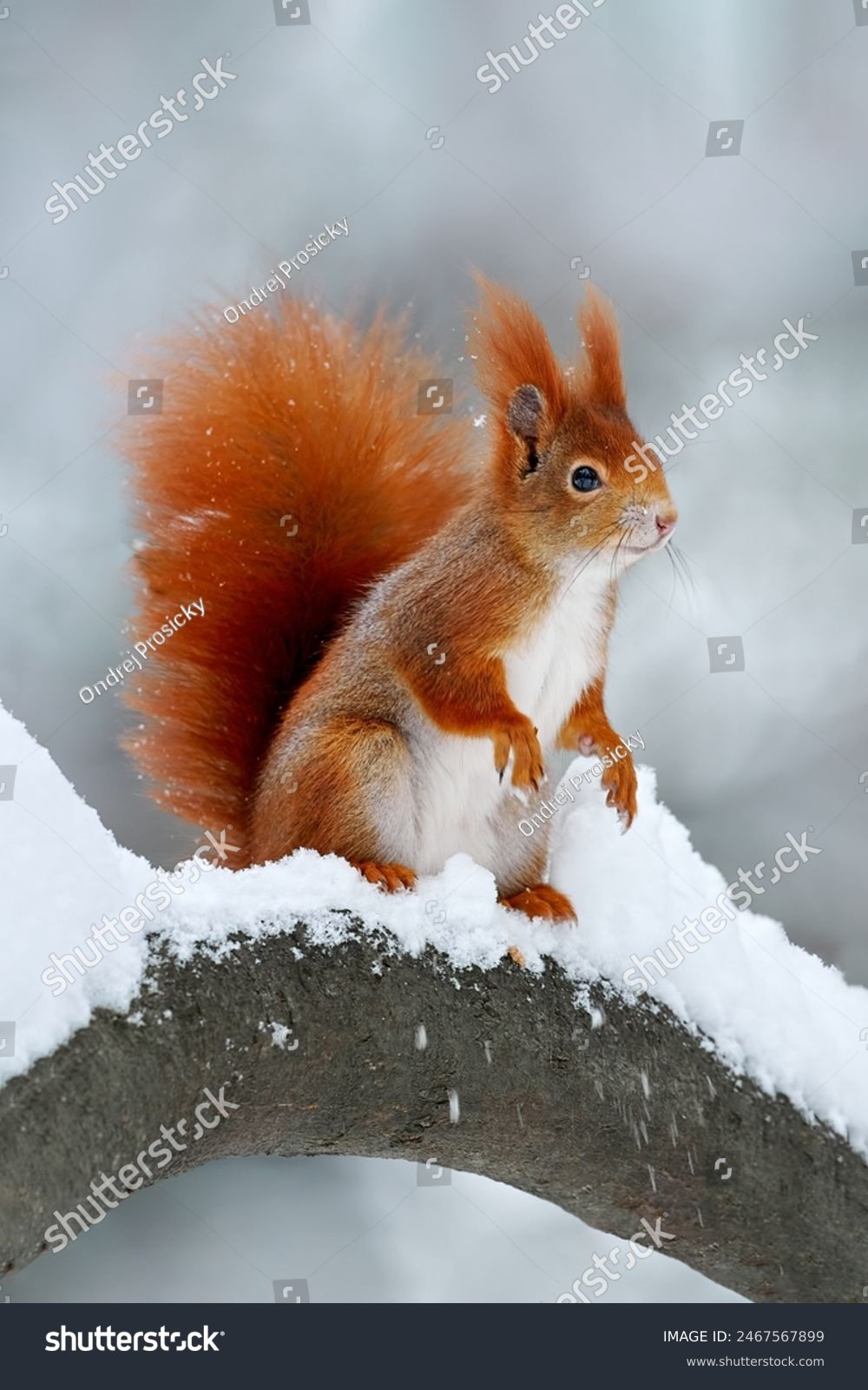 Stock Photo as an example